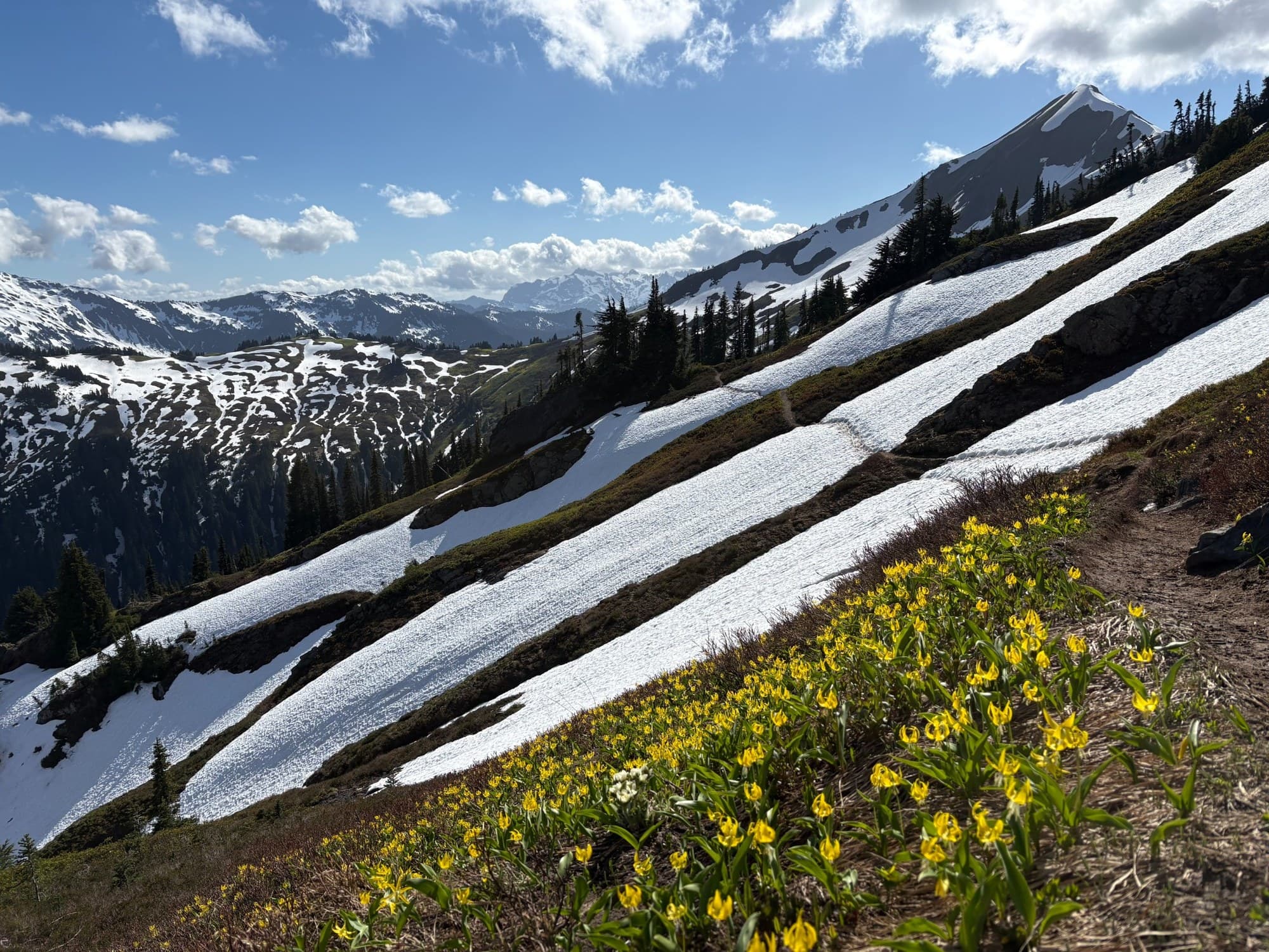A subalpine ridge in the North Cascades with receding snowfields, a hiking trail, and blooming glacier lilies in the foreground